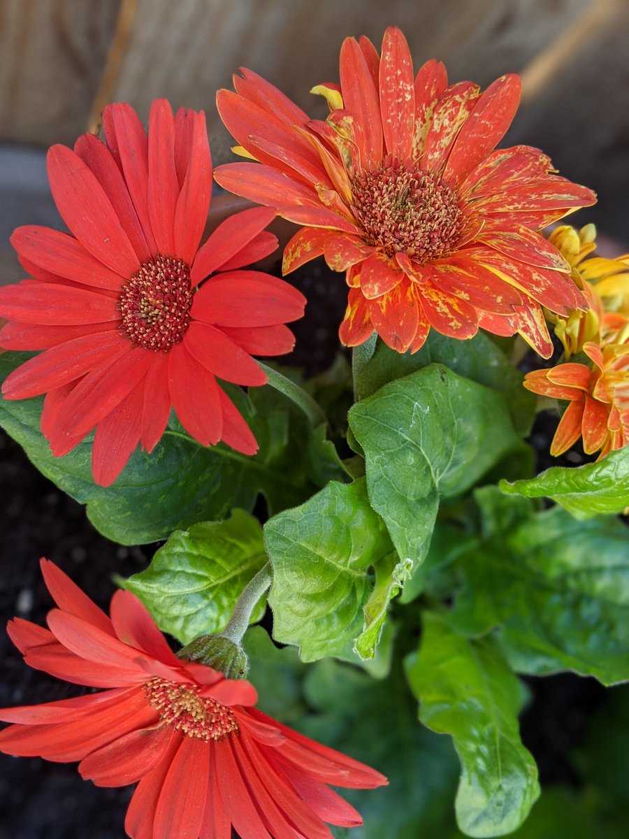 ArtsyJinx's tweet photo. Some views from the garden! Share yours! #Flowers #Garden #loveit https://t.co/JFMsnI0g6E