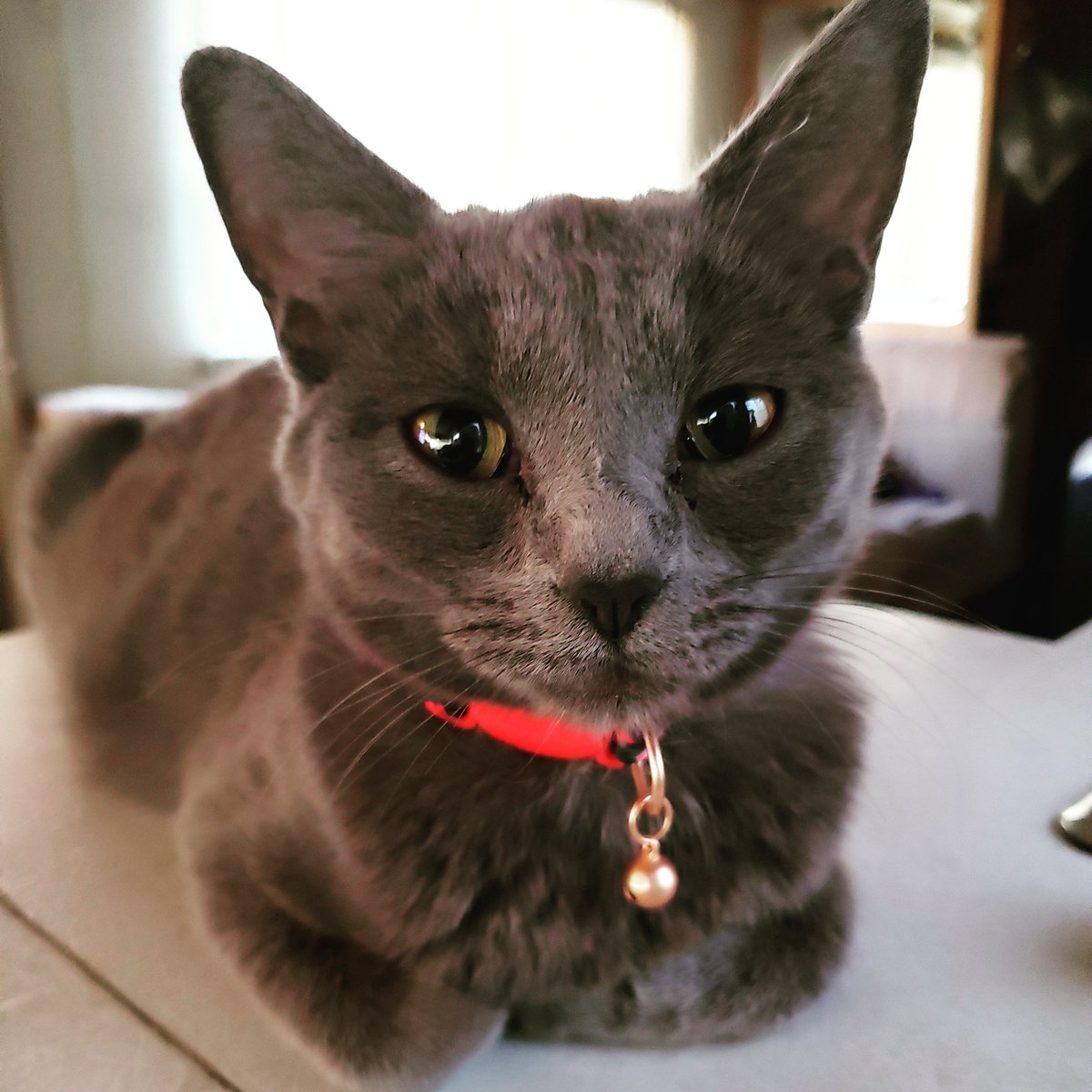 Perched up doing my favorite thing, with my hoomans.
#cat #cats #mamacat #catsoflasvegas #catlover #instacat #catlovers #kitten #kitty #meow #pet #ladygreythecat #catlife #ladygrey #catoftheday #chartreuxcat #petsoflasvegas #chartreux_feature #kittens
-
instagram.com/p/B_0ijiUnsV9/…