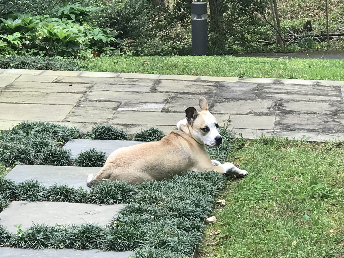 TurfMutt's tweet photo. #TurfMuttTuesday #Reminder! To commemorate Pet Month, which is celebrated in May, we are paying homage to our pets' favorite place - the family yard! Does your pet love your backyard as much as Mutt Mulligan/MoMo does? #TurfMuttTuesday #BackyardNotCancelled https://t.co/SOCxuY3cfV