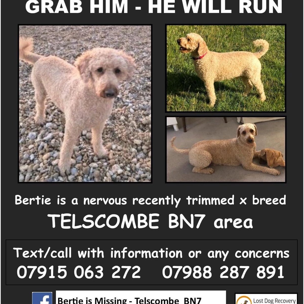 <a href="/bertie_is/">Bertie is missing</a> <a href="/TVSanjeev/">Sanjeev Bhaskar💙</a> <a href="/wirlygallacher/">Stirling Gallacher</a> @davidjeaster1 <a href="/gemmaoaten/">Gemma Oaten</a> <a href="/LadyNadiaEssex/">Nadia Essex</a> <a href="/JonnyMeah/">Jonny Meah</a> The more retweets the more chance of finding missing Bertie who has been gone for 13 days🐕💔His Dad is a busy #NHSHERO The family will be so grateful if u help bring Bertie home #FindBertie <a href="/The_OlaJordan/">𝙊𝙇𝘼 𝙅𝙊𝙍𝘿𝘼𝙉</a> <a href="/MrJamesMay/">James May</a> <a href="/RichardHammond/">Richard Hammond</a> <a href="/JeremyClarkson/">Jeremy Clarkson</a> <a href="/maxrushden/">Max Rushden 💛🖤</a> <a href="/petercrouch/">Peter Crouch</a> 🐕🍀