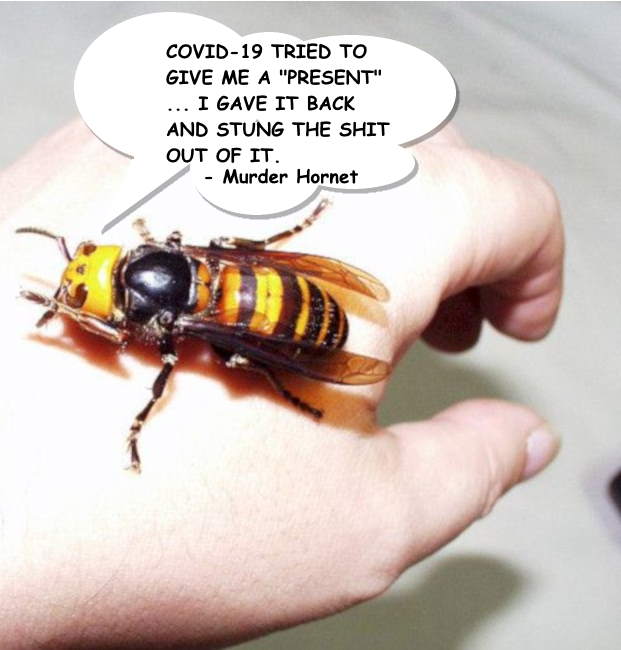 IamASPDeveloper's tweet image. #MuderHornets #MuderHornet #2020WasFunUntil