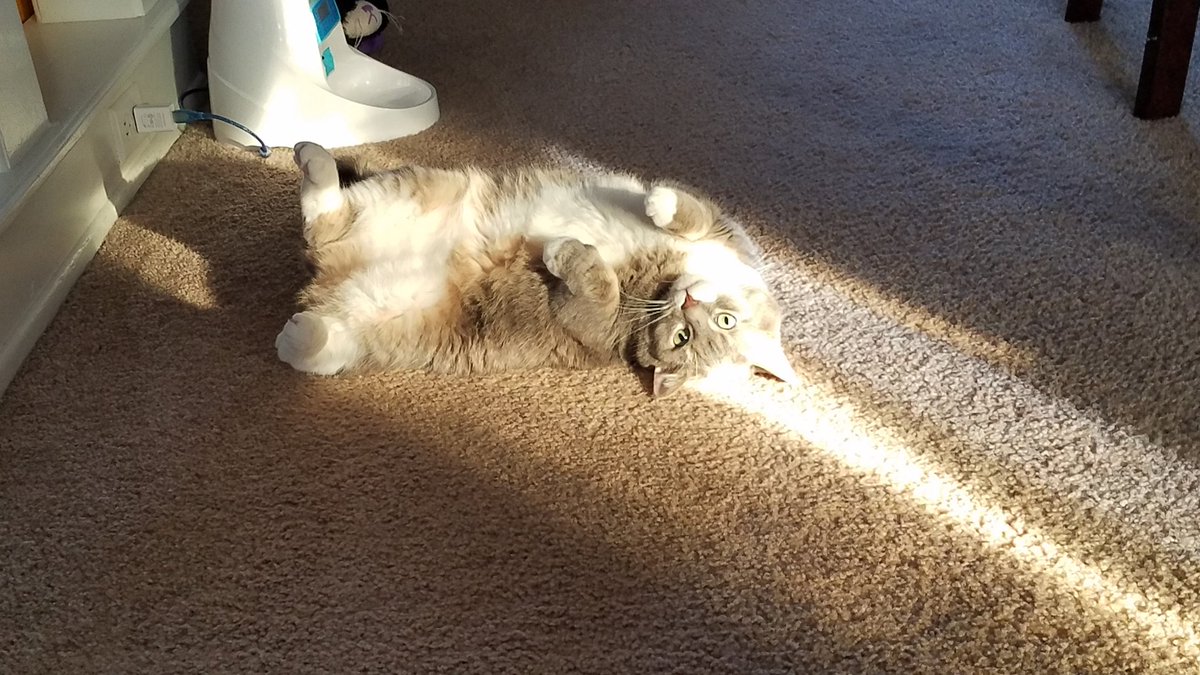 PoopyTheMeow's tweet photo. Sometimes... you just have to roll with it. 
#PoopyTheMeow #CatsofTwitter #Meow #CatLife #pets #Cat #kitty #CatsOnTwitter #cat #mewsday #TuesdayThoughts #belly #Tummy #Roll #fur #furbaby #catthoughts #corona #pet #fluff #whiskers #tabbytuesday #tabbycat #fatcat #fluffycat #cats https://t.co/EBfU2M4Buk