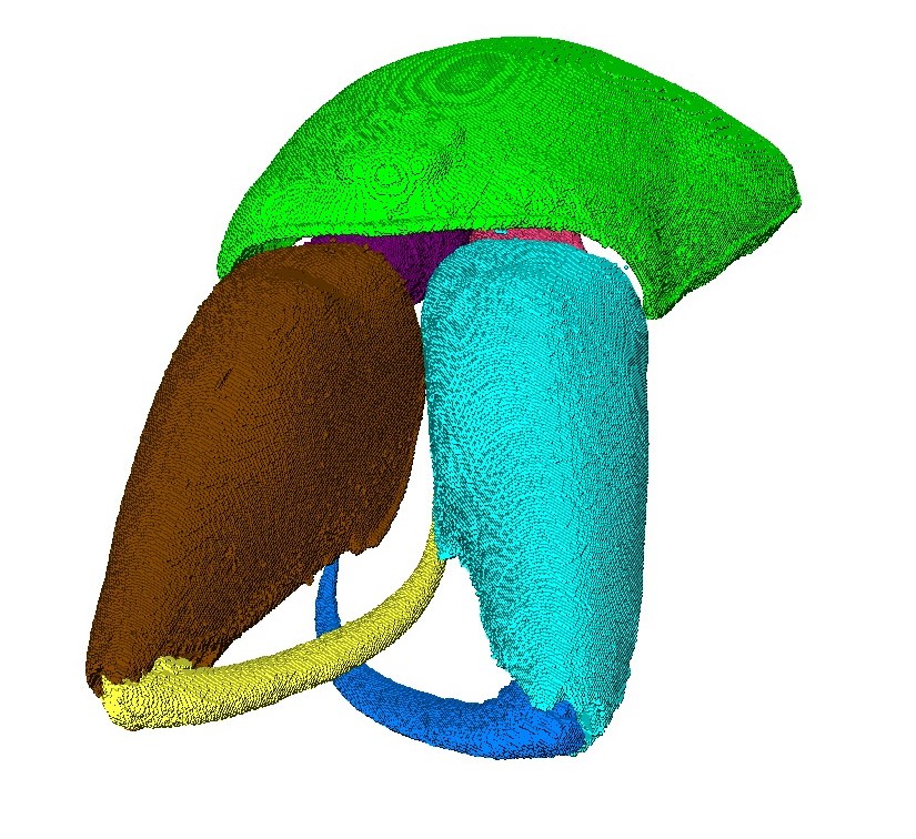 BobKallal's tweet image. Segmenting at home. Can you tell what it is? #spider #morphometrics