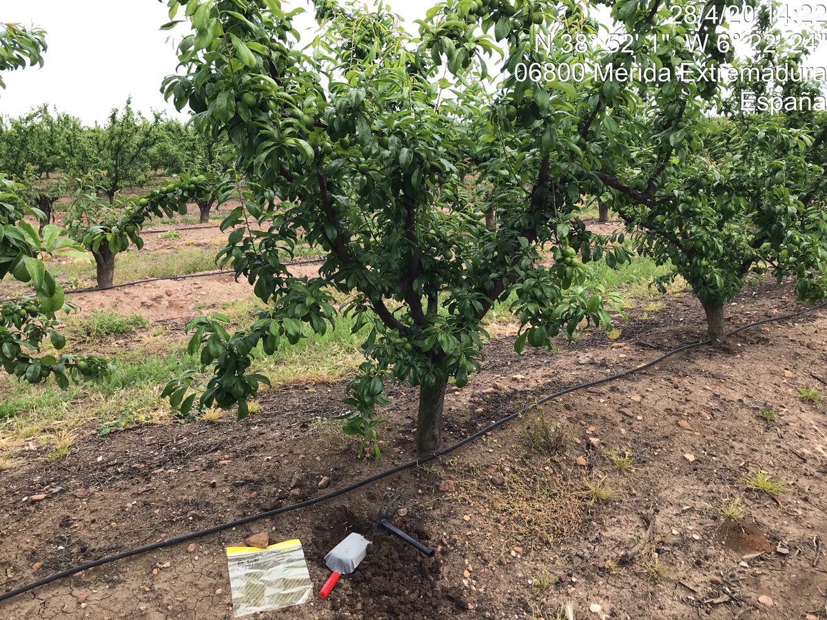 R_valdes_Illan's tweet photo. 🍑🍑 Seguimiento de ensayos de fruta de hueso en #Extremadura

Proyecto @fruit_CARE en el que participa @ASAJAMURCIA, @PCTAD, @ZERYASpain, @ideagro, @AcopaexInfo, @unizar @esnepi y La SAT La Redondela 
 https://t.co/Rsi8uLKLKK https://t.co/uvOXjrXZ2t