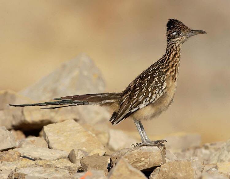 dayanar29's tweet photo. Alguien aquí fanatico del coyote y el correcaminos?Cuando me mude a Las Vegas,los conocí por primera vez. Se llaman roadrunner, no tenia ni idea del nombre.Cuando lo vi por primera vez le pregunté a mi esposo y me dice ese es el ave que siempre jode al coyote y yo ohh Bip Bip 😂 https://t.co/G8dhkGAc7r