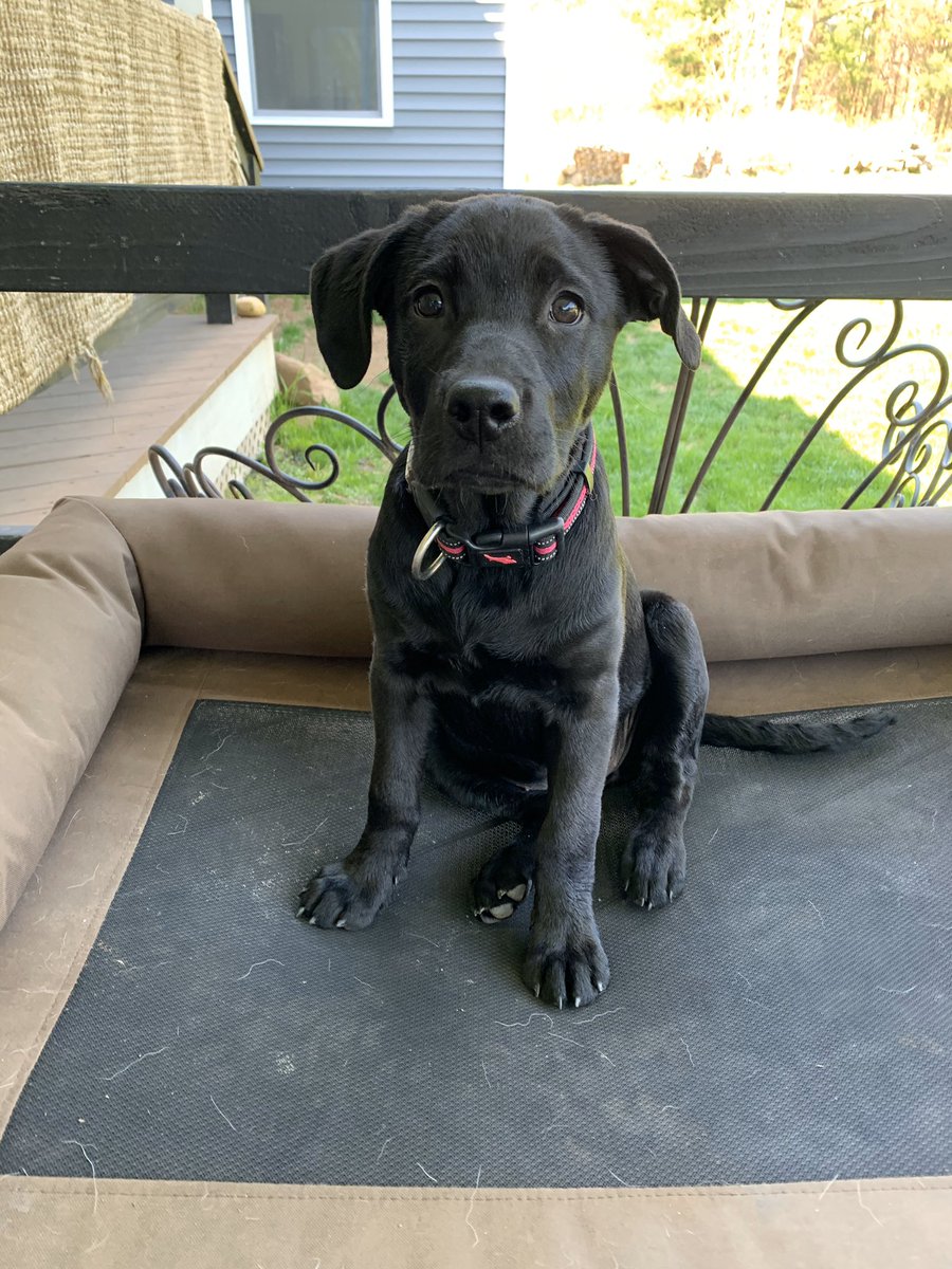 nd_PAC's tweet photo. The best thing about this quarantine was getting this little girl #quarantinepuppy #COVID19 #SelfQuarantine #staysafe #StayAtHome https://t.co/4Hvl6QTgUZ