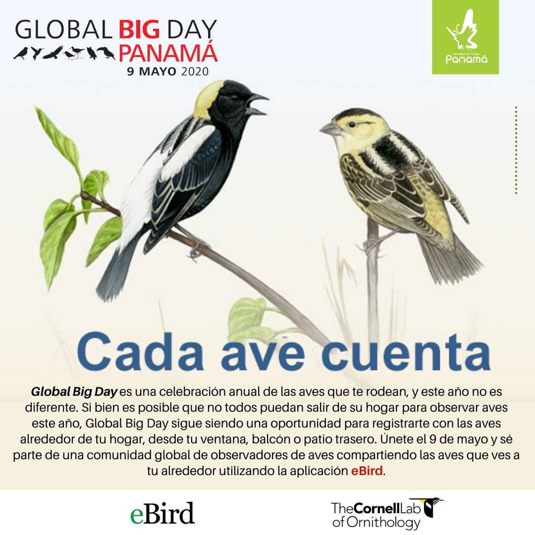 VisitPanama's tweet image. Únete a nosotros para registrar la mayor cantidad de especies de aves en 👆🏼 solo día. Ayúdanos a llevar a 🇵🇦 al 1er lugar en Centroamérica. //Join us on the effort to record the greatest number of bird species in a single day. Help us get 🇵🇦 1st place for Central America.