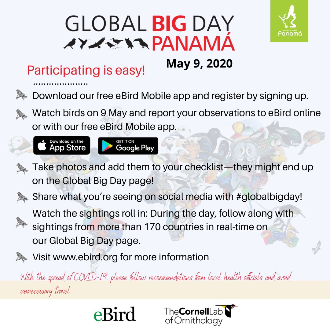 VisitPanama's tweet image. Únete a nosotros para registrar la mayor cantidad de especies de aves en 👆🏼 solo día. Ayúdanos a llevar a 🇵🇦 al 1er lugar en Centroamérica. //Join us on the effort to record the greatest number of bird species in a single day. Help us get 🇵🇦 1st place for Central America.