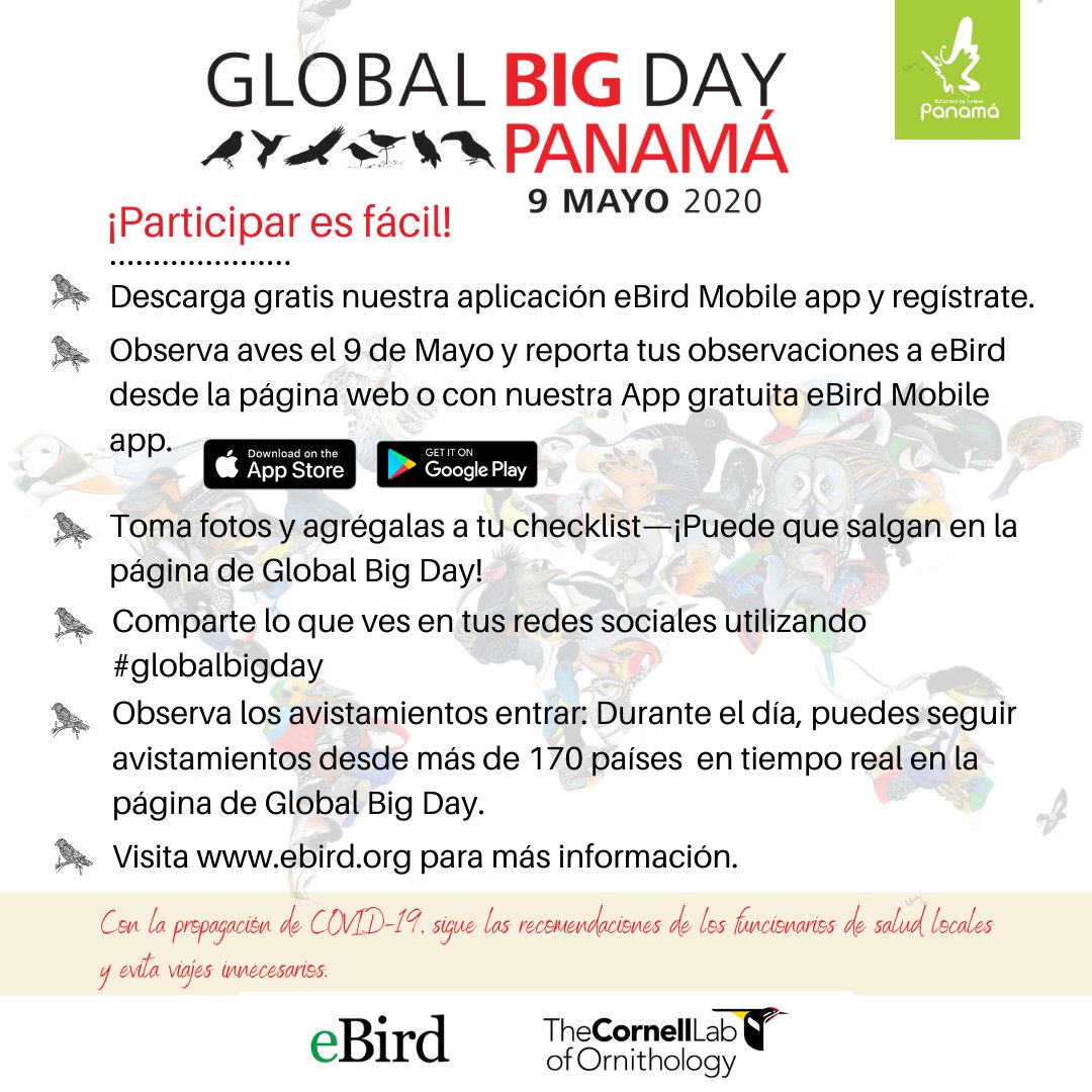 VisitPanama's tweet image. Únete a nosotros para registrar la mayor cantidad de especies de aves en 👆🏼 solo día. Ayúdanos a llevar a 🇵🇦 al 1er lugar en Centroamérica. //Join us on the effort to record the greatest number of bird species in a single day. Help us get 🇵🇦 1st place for Central America.