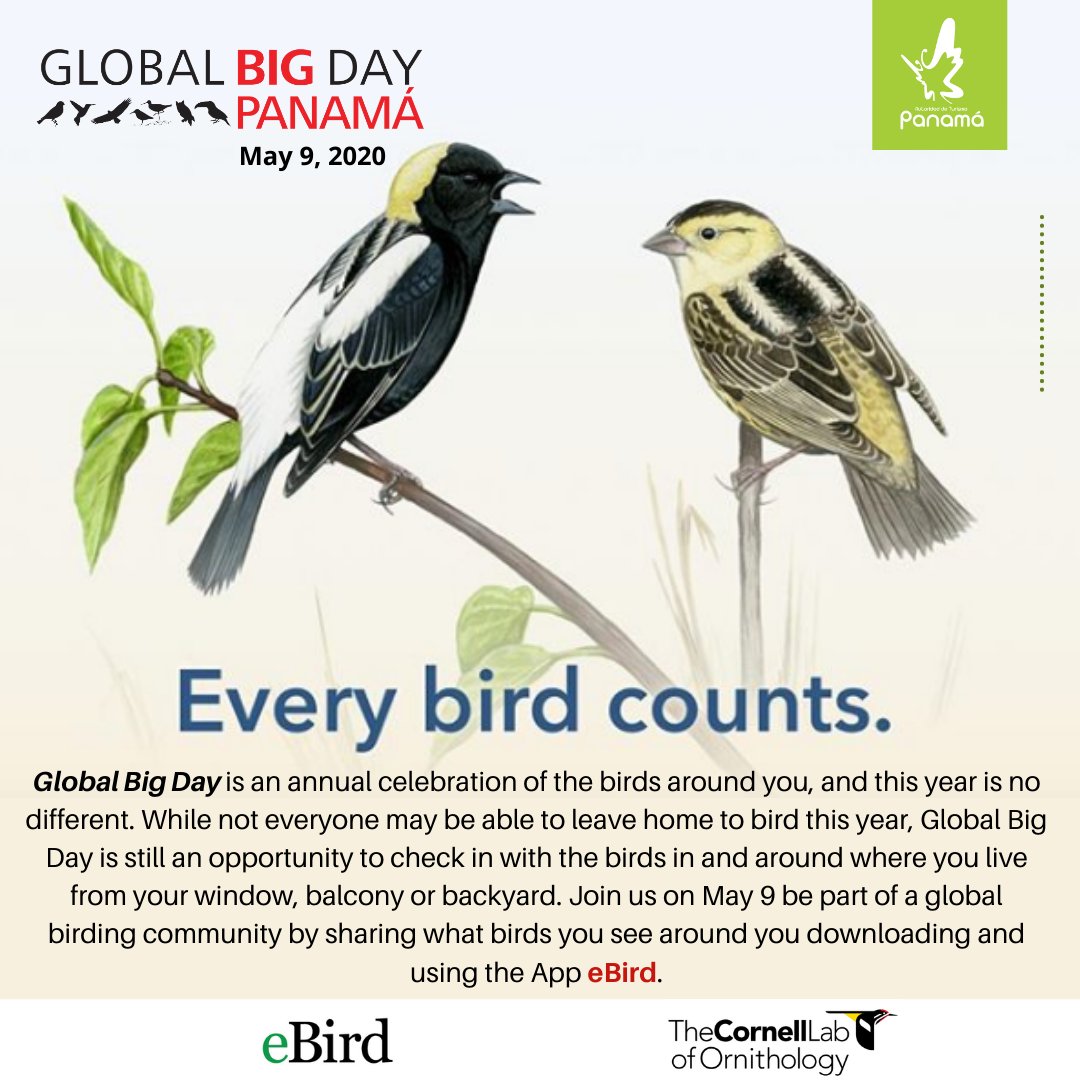 VisitPanama's tweet image. Únete a nosotros para registrar la mayor cantidad de especies de aves en 👆🏼 solo día. Ayúdanos a llevar a 🇵🇦 al 1er lugar en Centroamérica. //Join us on the effort to record the greatest number of bird species in a single day. Help us get 🇵🇦 1st place for Central America.
