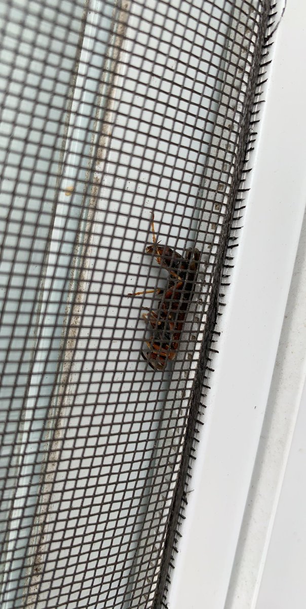 malipoet's tweet photo. Definitely think I just killed a hornet killer today !!! @NBCPhiladelphia @NBCNews  lemme know https://t.co/2CvxJadjBi