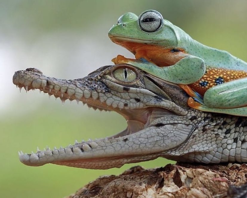 GatorsDaily's tweet photo. they are friends 🥺 https://t.co/aqzpgmlAu8