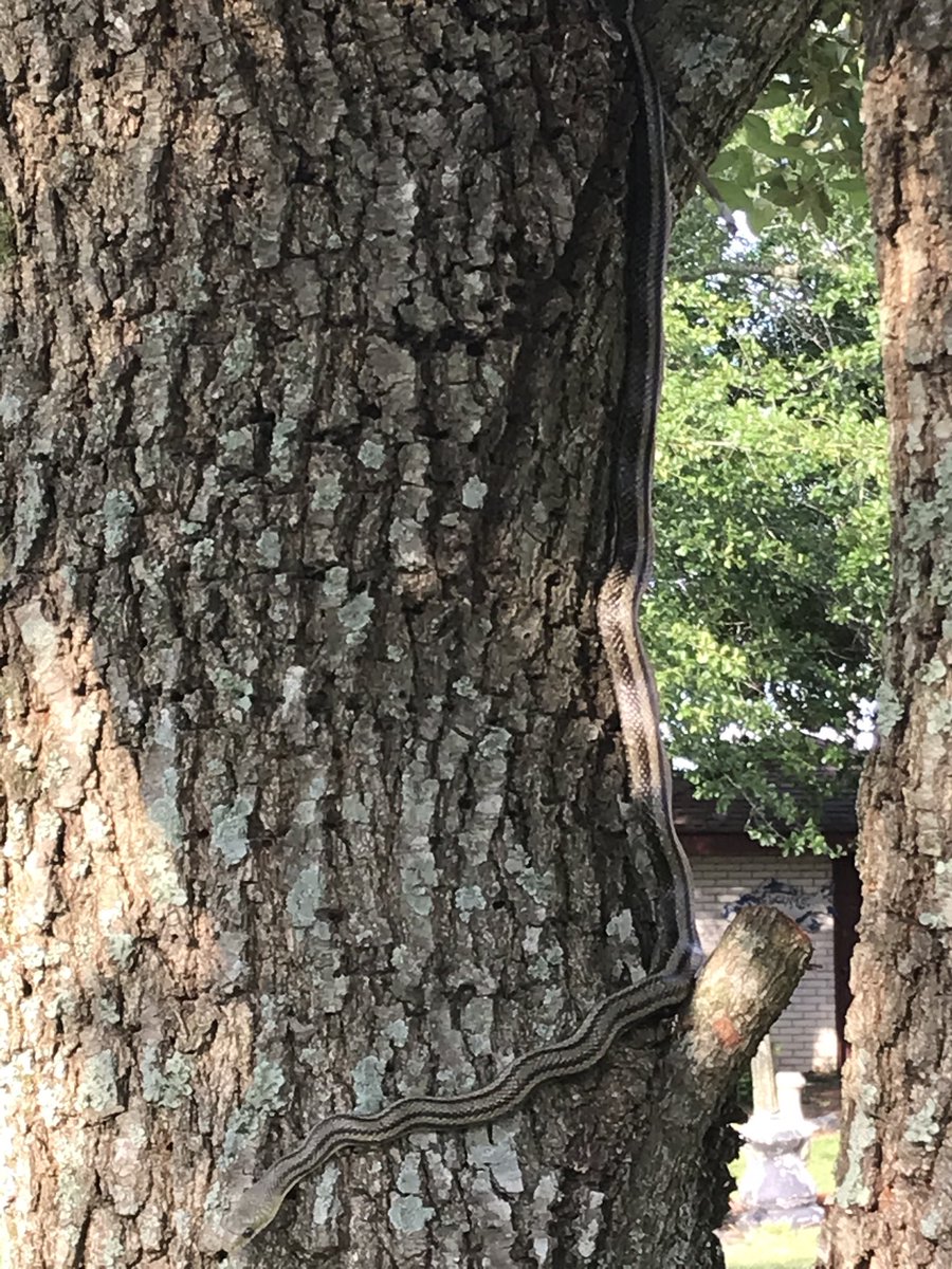 rlaattorney's tweet photo. Another 1 in an oak tree... robbing bird nests https://t.co/NmqkXheTEs