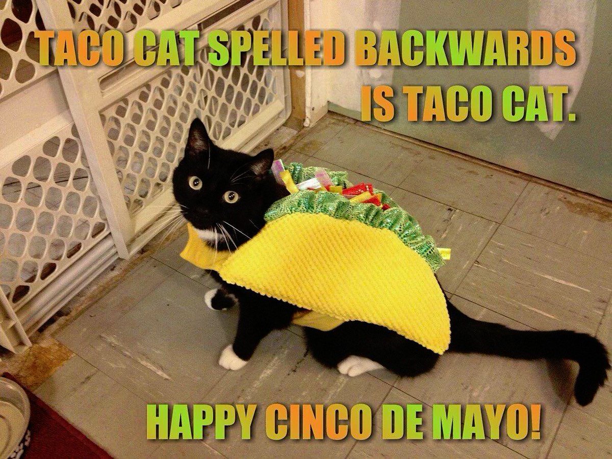 txpawprints's tweet photo. Cinco de Mayo and Taco Tuesday on the same day?!?  What bliss!

Happy fiesta-ing!  Stay safe!🌮 🎉

#tacotuesday #tacocat #CincodeMayo2020 #CincoAtHome 

Image: Facebook Konja Black Thai Cats https://t.co/h3I8uWtfKP
