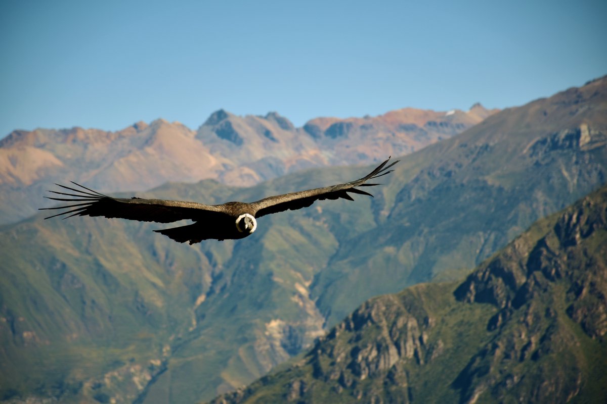 C7Rays's tweet photo. Our NEW 2020 Munay Membership with Jhaimy! Beautiful offerings from the heart and discounts for our valued Munay members.  Membership renewals open now for the month of May.- https://t.co/vgJ15MMB0I https://t.co/9tgqmLXnUz