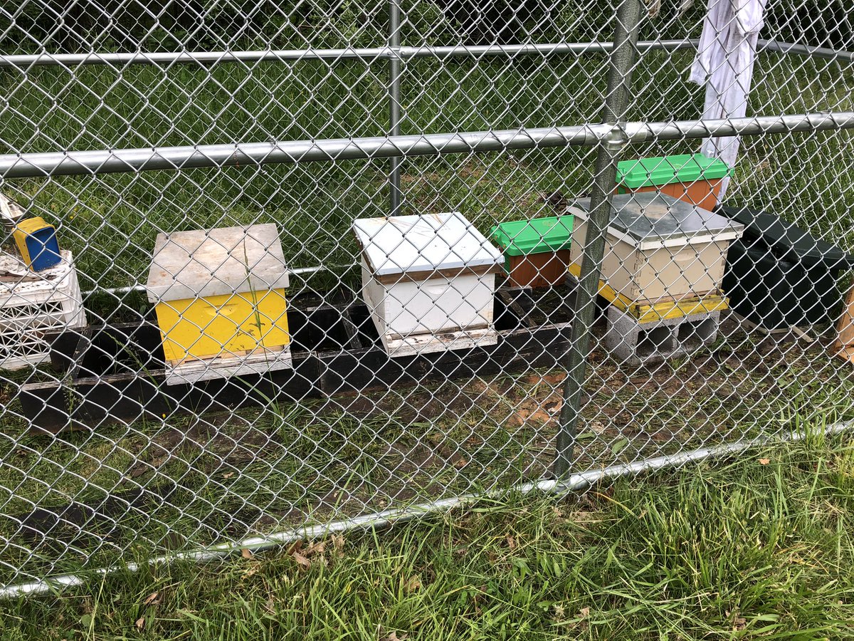 Our new bees can’t wait to meet their beekeepers! Thank you Ms. Maloney for picking them up! <a href="/MonticelloHigh/">Monticello High</a> <a href="/MonticelloDrama/">MonticelloDrama</a> <a href="/c1maloney/">Cara Maloney</a> <a href="/MonticelloPhoto/">MHS Photography</a>