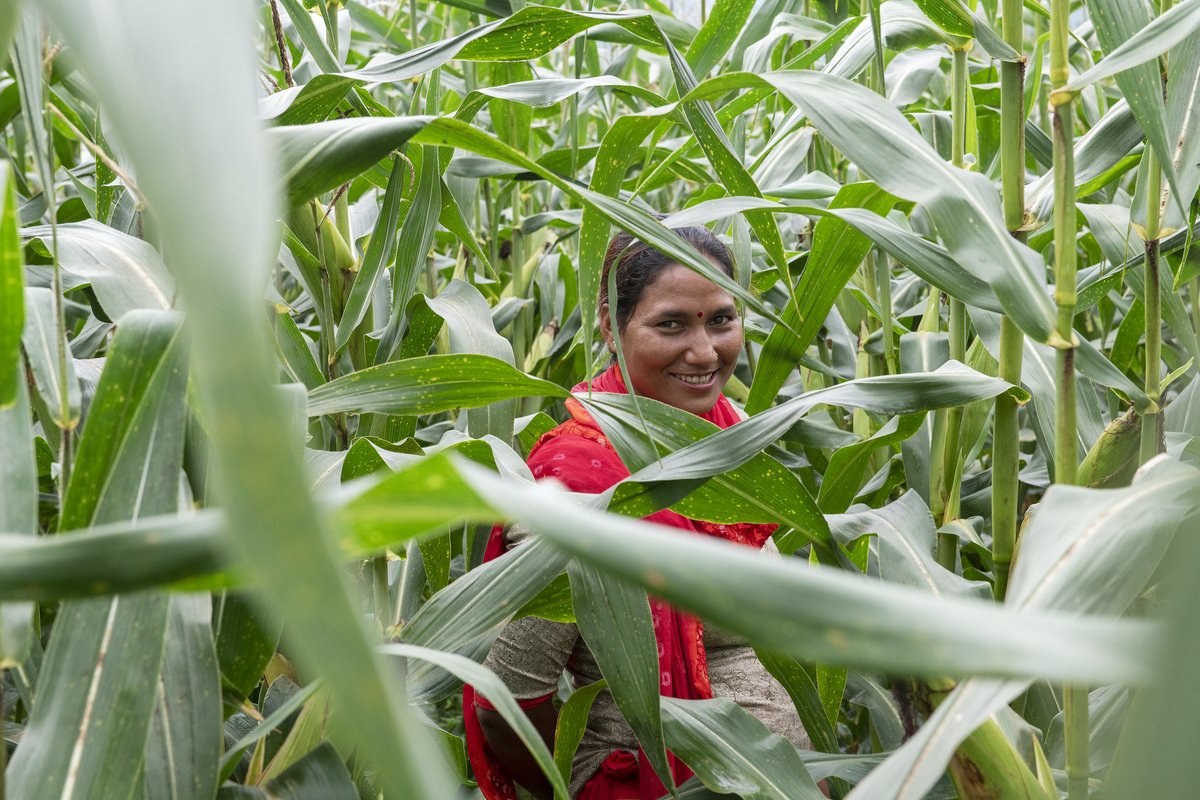 CIMMYT's tweet photo. The world is changing, and so is @CGIAR. 

Emerging as #OneCGIAR, it is sharpening its mission and impact focus to 2030, in line with the Sustainable Development Goals.

CGIAR is now receiving applications to join the One CGIAR Common Board: https://t.co/z567irgYX6 https://t.co/wa2PSjqthr