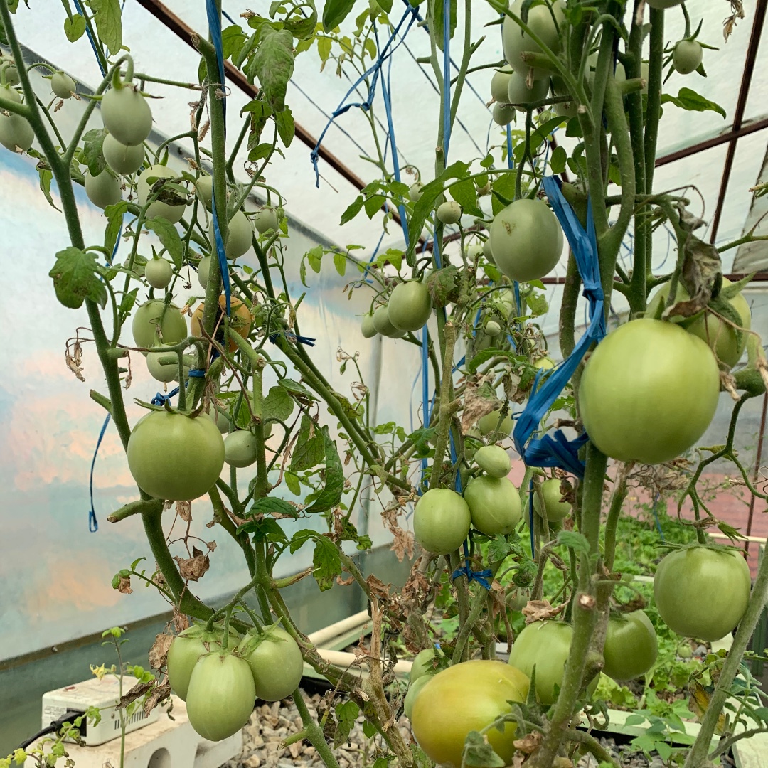 Five14BnB's tweet photo. We grow our own veggies on the roof. How about you? https://t.co/oPUrfEAh1C