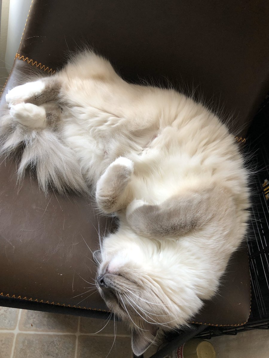 ourshieldmaiden's tweet photo. ✨Slightly late, but happy 1st birthday to this snuggle bug. The most pretentious cat I know, and I love her. #IrisOlivia 🎂✨ https://t.co/IOVD3ZS1SI