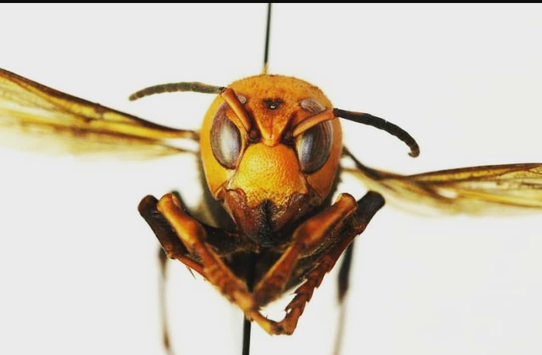 headturnerchi's tweet photo. LOOK IM SCARED OF BEE'S BUT THIS MUTHAFUCKA RIGHT HERE NAME STARTS WITH MURDER, GOT A PISTOL IN EACH HAND READY TO POP ANYBODY WITH NO FUCKS GIVEN AND GOT THE SAME HAIR STYLE MY MOTHER GAVE ME WHEN I WAS 6! BITCH IM TERRIFIED WITH A HINT OF BOOTY TRIMBLE! #CUTUP #StayHome 😱😱 https://t.co/rMMBANBiz3