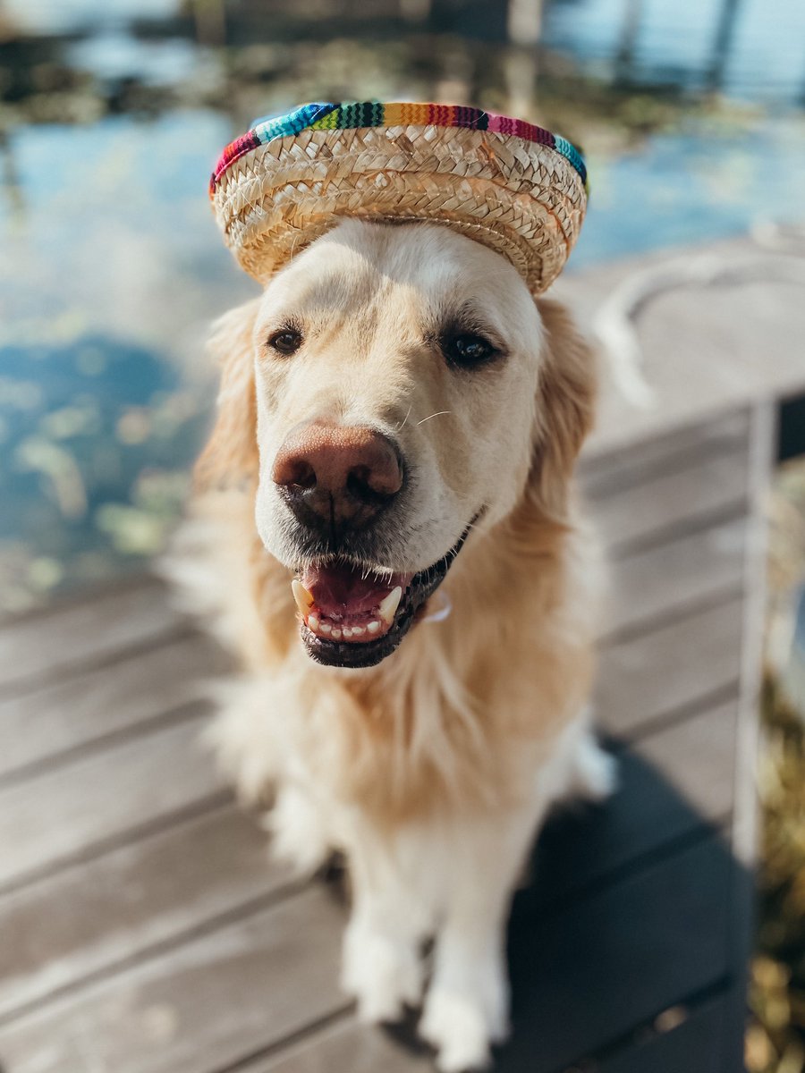 supercoopersun's tweet photo. Happy Cinco De Mayo! Who wore it better? ❤️ for Cooper, Retweet for Koda. https://t.co/RdAAOe3ccF