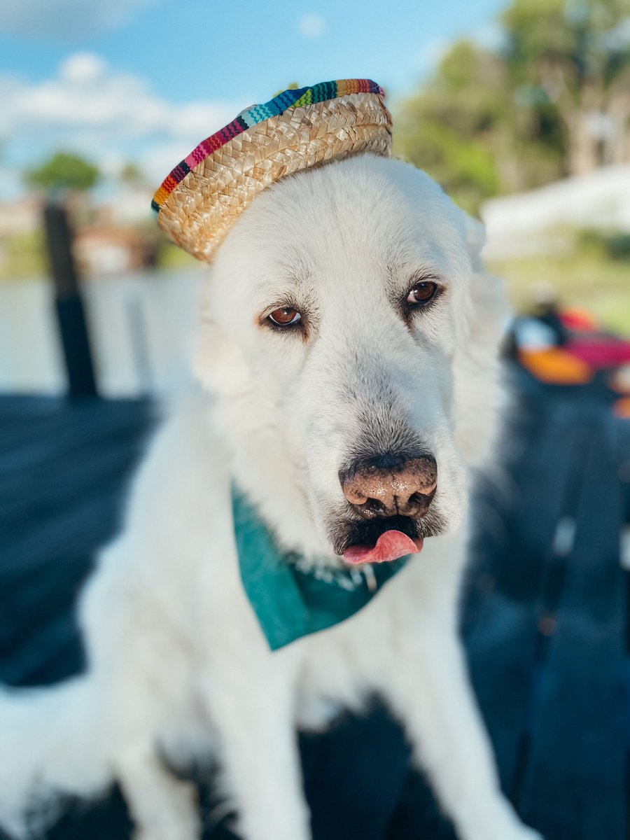 supercoopersun's tweet photo. Happy Cinco De Mayo! Who wore it better? ❤️ for Cooper, Retweet for Koda. https://t.co/RdAAOe3ccF