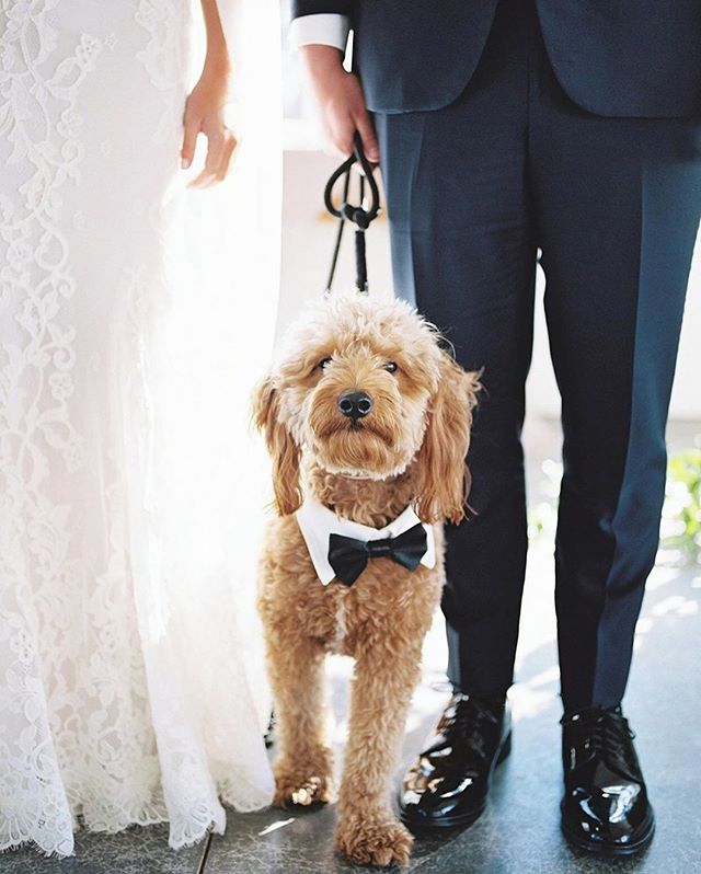 You abso-freakin-lutely know we had to do it to you! 🐶 (Repost from <a href="/MarthaWeddings/">Martha Weddings</a>, Photography: Henry Photographs, Planning: Auburn and Ivory Creative) #menguin