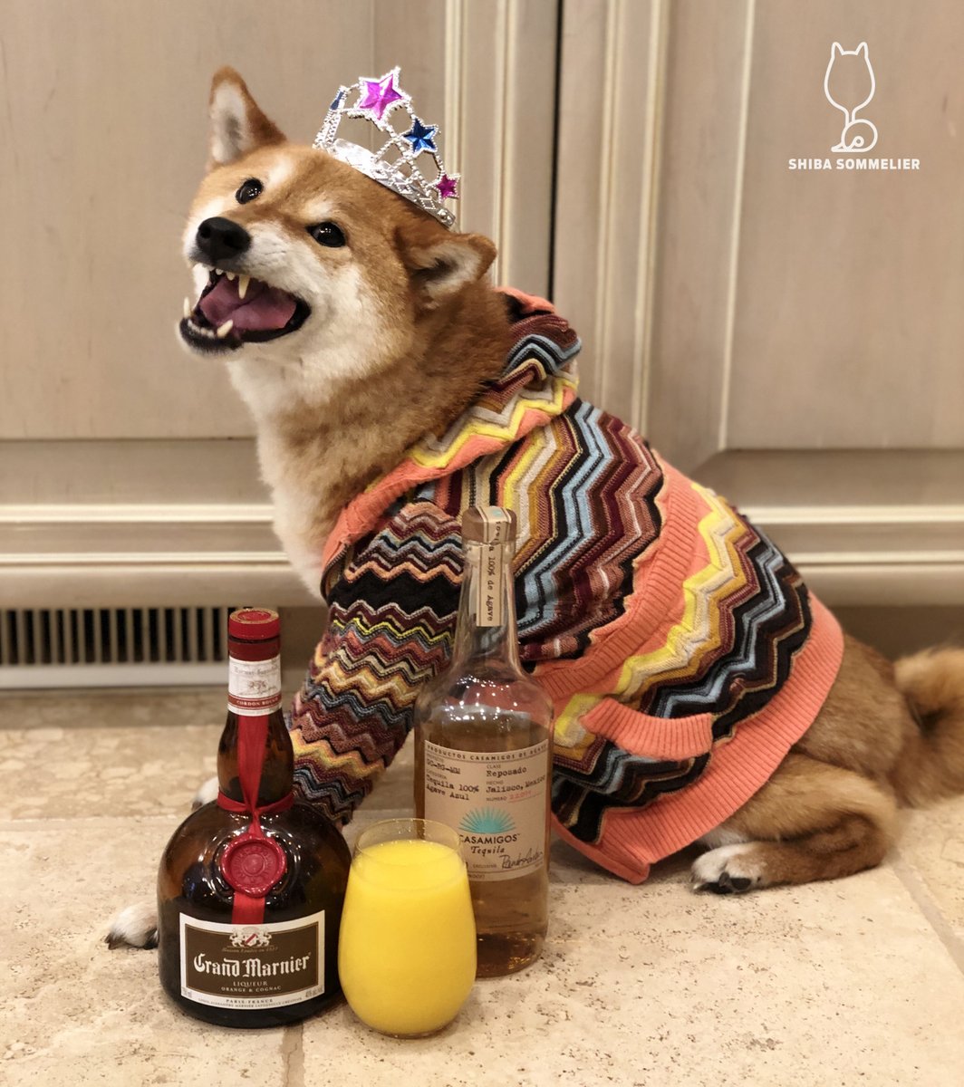 ShibaSommelier's tweet photo. OMD. It is #boozedayTuesday, it is #CincoDeMayo, and it is #CincoDeSuki! Today is my barkday!
I celebrated by making a frozen mango margarita with a tequila that is way too good for a frozen margarita - @Casamigos Reposado! Have a drink for me today, friends! https://t.co/nLzCDfVxTX