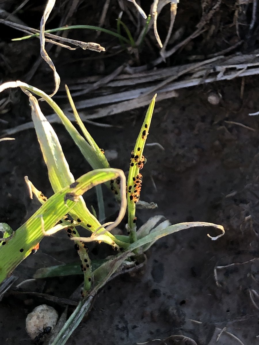 Redlegged earth mites are on the move and having a great feast on #Dash ryegrass!
#RLEM #croppests <a href="/EldersLimited/">Elders</a> <a href="/CropmarkSeeds/">Cropmark Seeds</a> <a href="/cesaraustralia/">Cesar Australia</a>