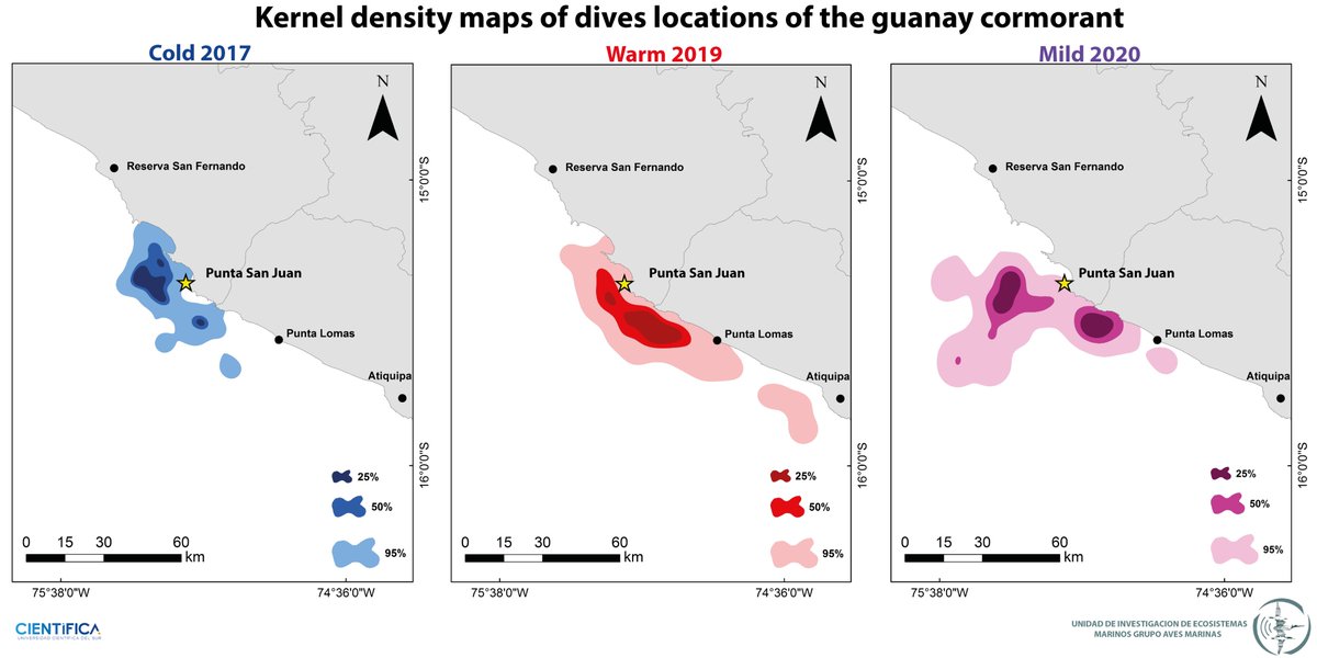 UIEMAvesMarinas's tweet photo. 4/4 #WSTC6 #ForSesh1 Guanay cormorants are well suited to the variable and unpredictable conditions of the Humboldt Current.Their #foragingbehavior is flexible enough within certain limits to cope with the uncertainty of the marine environment and anchovy(main prey) availability https://t.co/kNQ3TaUw04