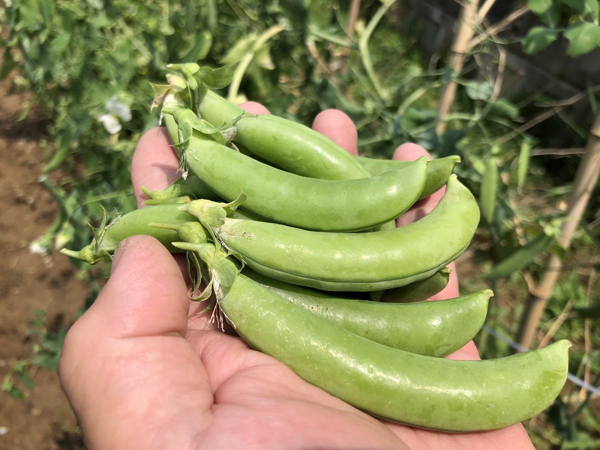 ট ইট র K Ishimatsu スナップえんどうを収穫 プリプリでしたヾ ๑ ﾉ スナップえんどう スナップエンドウ 畑 家庭菜園