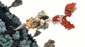 sciencecohen's tweet photo. In parallel with vaccine race, 50+ groups are making a boatload of SARS-CoV-2 monoclonal antibodies from recovered patients like Dr. X, mice, SARS-CoV, and computer programs. Yes, access, production, and safety will be issues. But color me optimistic.
https://t.co/WC1ynCDwAO https://t.co/oIFyS72PNh