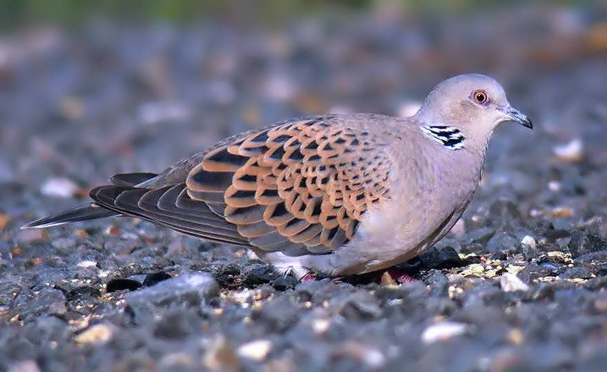 a_london_pigeon's tweet photo. MT barry woodhouse @digiscoper Turtle Dove, female (Streptopelia turtur) at Brewery Farm this morning #Stonham #Suffolk #digiscoping
(Key worker visit)
Female’s head more brown, male’s head more grey. https://t.co/WIZD11FA0i