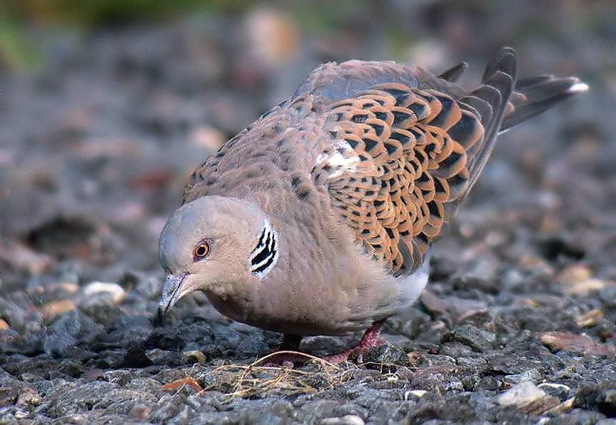 a_london_pigeon's tweet photo. MT barry woodhouse @digiscoper Turtle Dove, female (Streptopelia turtur) at Brewery Farm this morning #Stonham #Suffolk #digiscoping
(Key worker visit)
Female’s head more brown, male’s head more grey. https://t.co/WIZD11FA0i