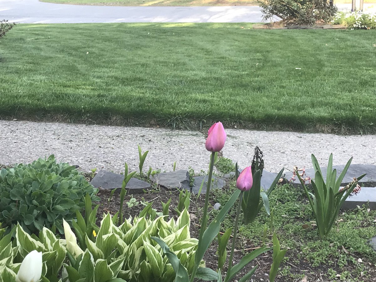 BonoWeather's tweet photo. With all the hard work it takes I think the grass looks best this time of year. #CoolSpring https://t.co/Ov9pTo54DS