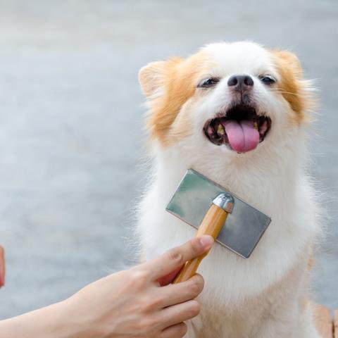 monetpragency's tweet photo. For pet moms &amp; dads🐾

We wrote a guide on how to create a safe at-home grooming routine that keeps your fur baby clean and healthy💕 Read the blog post here: https://t.co/0ftgRfL1s4 https://t.co/rANayhOdCB