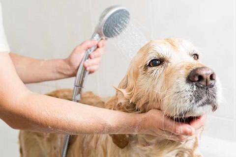 monetpragency's tweet photo. For pet moms &amp; dads🐾

We wrote a guide on how to create a safe at-home grooming routine that keeps your fur baby clean and healthy💕 Read the blog post here: https://t.co/0ftgRfL1s4 https://t.co/rANayhOdCB