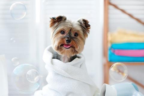 monetpragency's tweet photo. For pet moms &amp; dads🐾

We wrote a guide on how to create a safe at-home grooming routine that keeps your fur baby clean and healthy💕 Read the blog post here: https://t.co/0ftgRfL1s4 https://t.co/rANayhOdCB