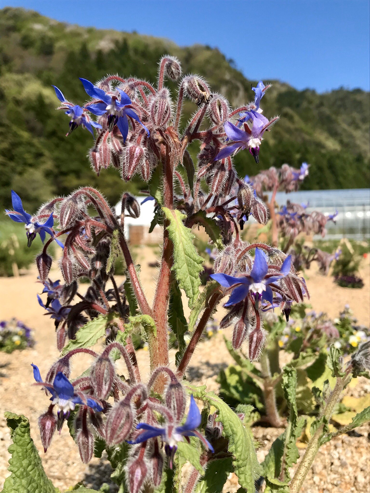 ハーブ専門店 グリーンスポットデン ボリジのうつむいて咲く星型の花は まるで蒼い流れ星のよう 植物の自然な姿は リラックス状態を深くして 想像力を膨らませてくれる ガーデン ガーデニング ボリジ ハーブ グリーンスポットデン 園芸 庭