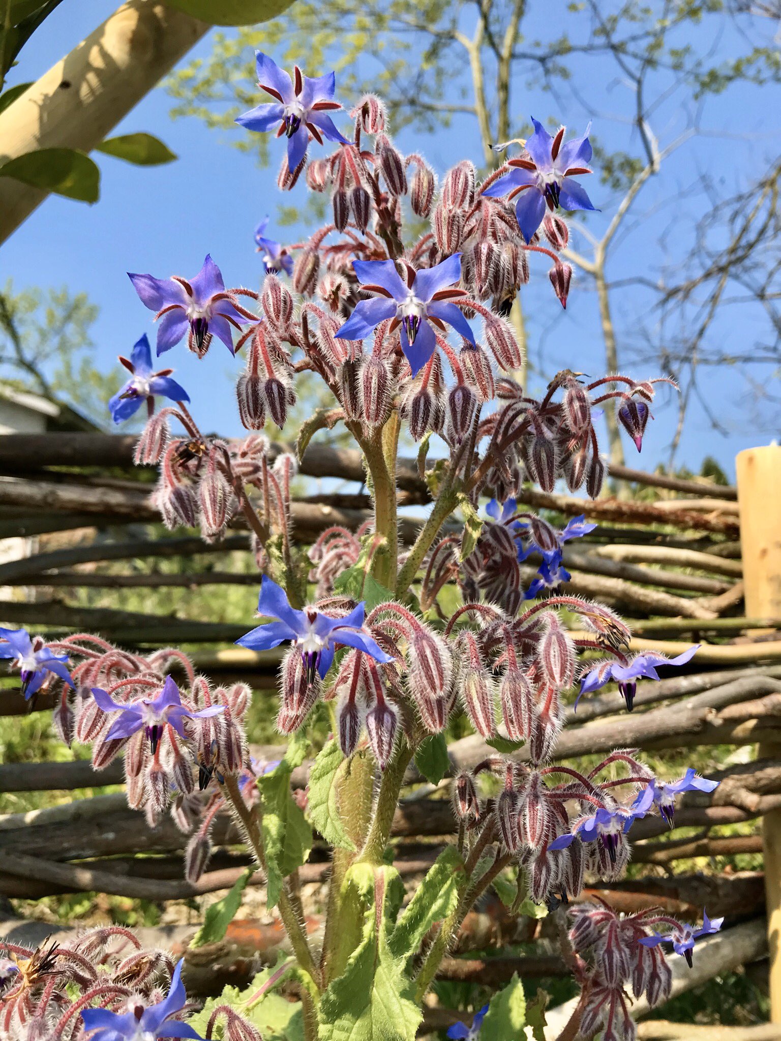 ハーブ専門店 グリーンスポットデン ボリジのうつむいて咲く星型の花は まるで蒼い流れ星のよう 植物の自然な姿は リラックス状態を深くして 想像力を膨らませてくれる ガーデン ガーデニング ボリジ ハーブ グリーンスポットデン 園芸 庭