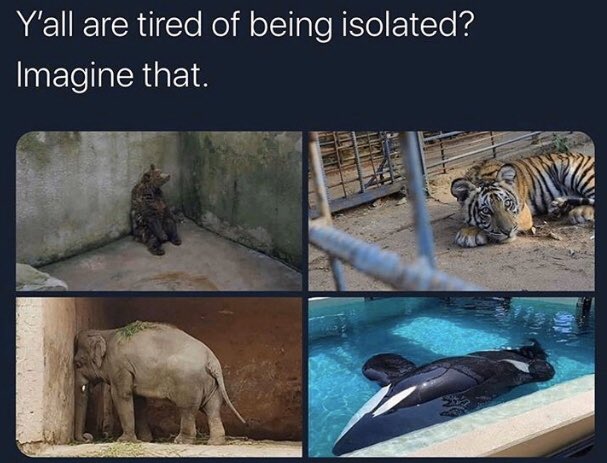 flyvip1's tweet photo. Now you people know how it feels like. #animals #AnimalRights #animalrescue #COVID19 #AnimalCruelty #quarantine #world @peta @COVID19Tracking @exist_entialism https://t.co/ouC5lssFj6