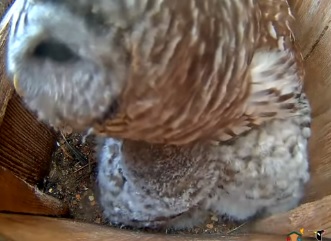 Travelcyd's tweet photo. 🦉 Those white &amp; grey feathers in the foreground are two owlets fluffled under their momma's feathers while she hoots to dad in the afternoon &amp; he replies 'who cooks for you' @WBU_Owls ⬅️(Full video link) https://t.co/Y4zE8zZECC