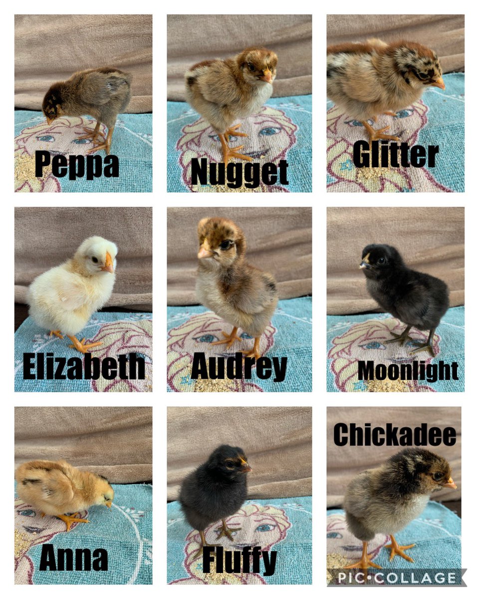 Mrs. Nelles & Mrs. Buckley’s Kindies tweet media