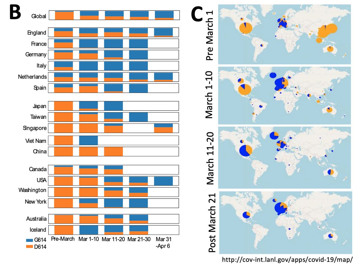 Are we dealing with a new variant of SARS-CoV-2 in Europe. The original in China was D614 but in Europe the G614 variant is taking over. More transmissible but not associated with disease severity. Study from Sheffield and Los Alamos. tinyurl.com/ybg9cksx