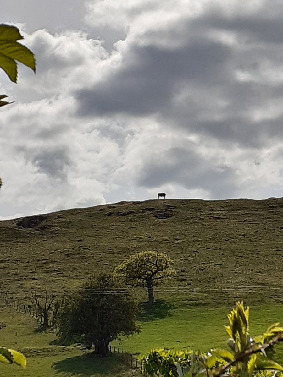 algi38's tweet photo. My photo of a cow standing on top of a hill. #lifegoals #lockdownhighs #LOCKDOWN2020 https://t.co/pzIFOmSvhB