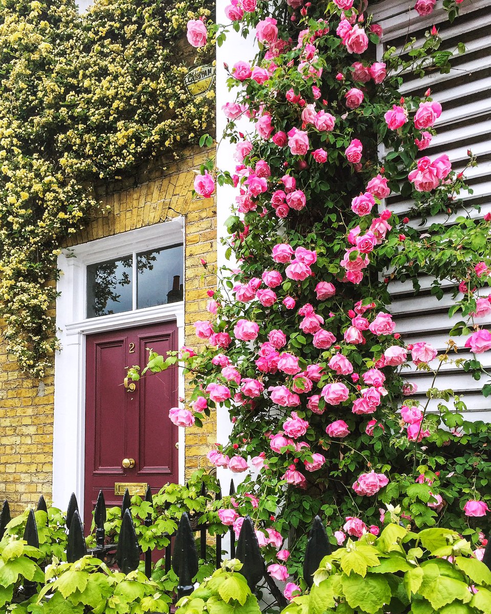 Rose season 🥀 #LondonTogether