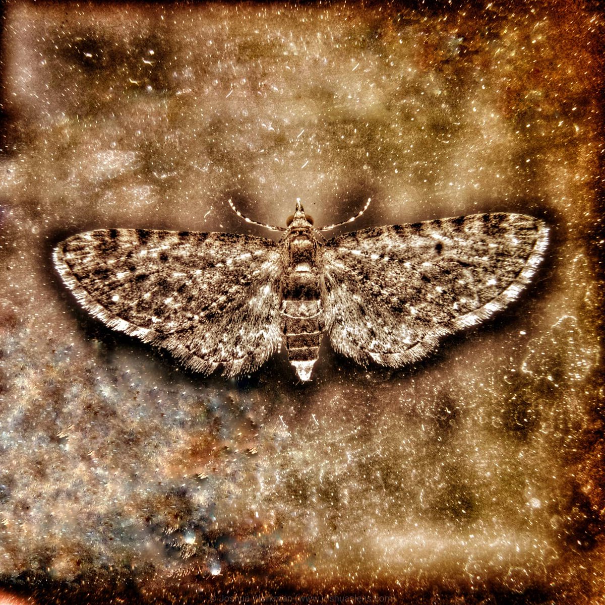 JRWPhotographer's tweet photo. Found a moth on our screen door this evening, could be the next album cover for a band? 🤔  #moths #art #music #albumart #albumcover #canon #canonphotography #canonphotographer https://t.co/nHXignumwk