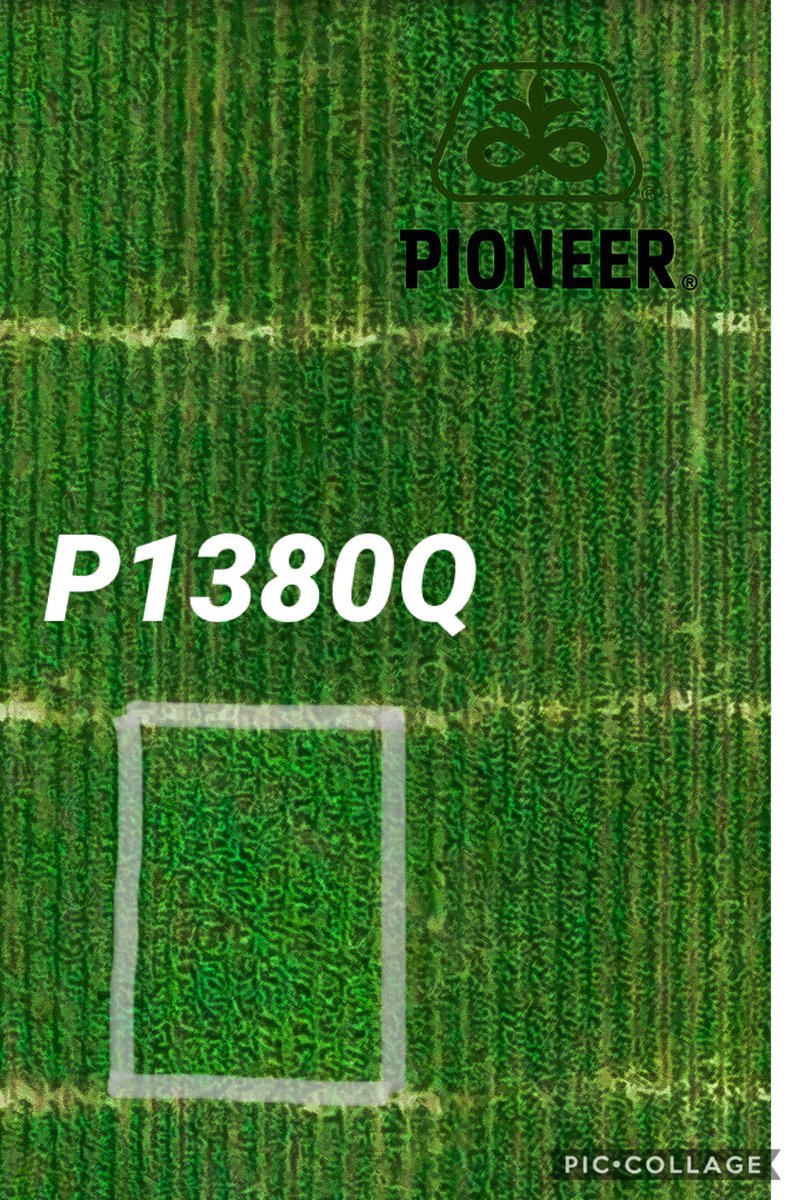 AdamOwens_11's tweet photo. One of our new Qrome hybrids showing off that robust canopy! This hybrid is going to make awesome cow chow!#CornRevolution @PioneerSeeds https://t.co/WSQMjVGVtl