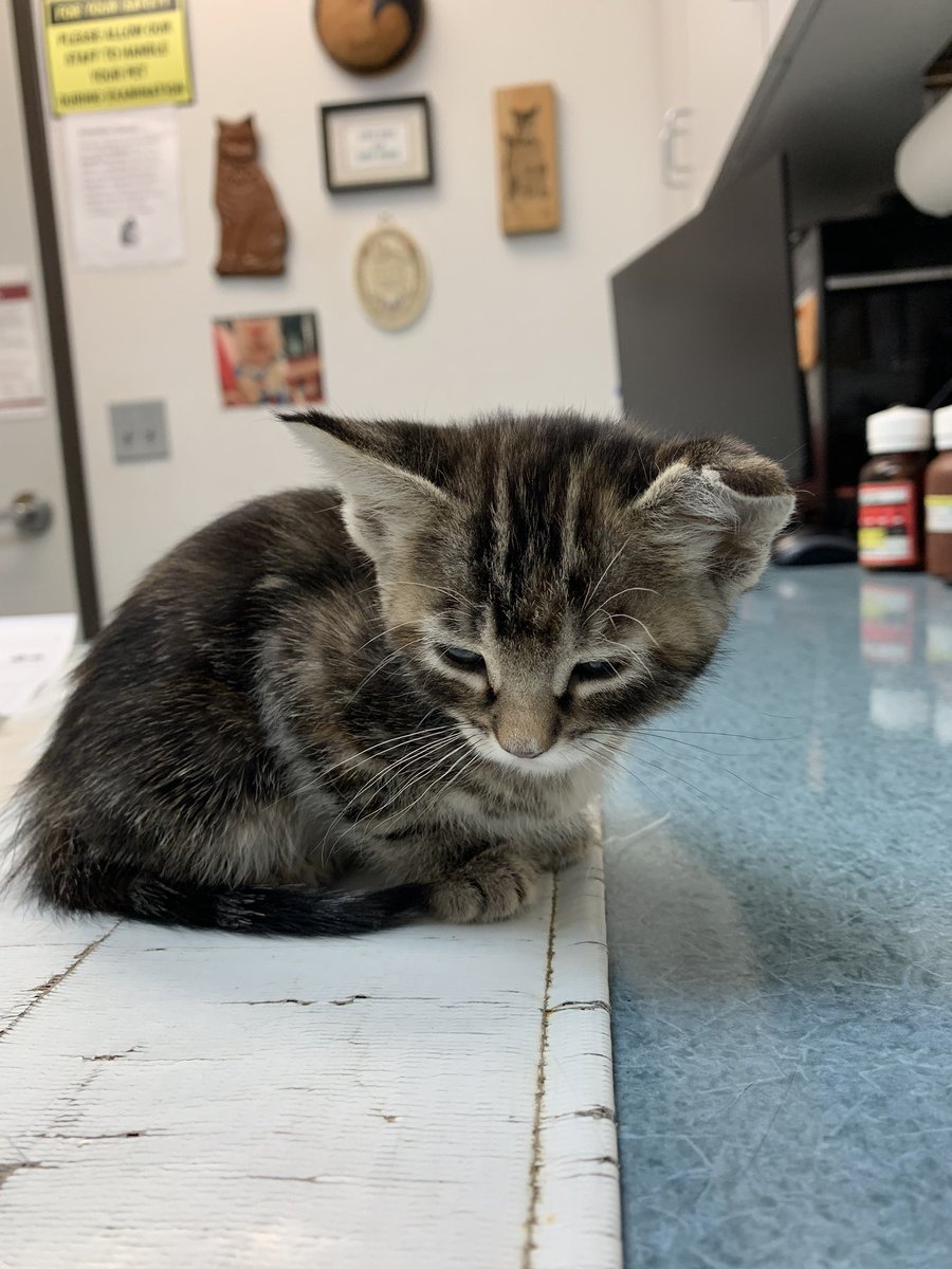 Chris_Undiemi's tweet photo. Don’t ever let someone tell you, that you can’t get attached to a litter of kittens..
I’m literally heartbroken.. again. This little one was the spunkiest kitten ever.
You didn’t have a name yet, but you will never be forgotten. 💔😭 #SplitEar #FuckAnemia #FuckCancer https://t.co/4vOXh4fq6k