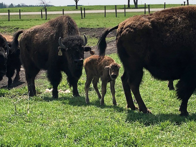 Travelcyd's tweet photo. While our attention was focused on owls &amp; hawks @Fermilab posted on April 28: "Welcome to the first baby bison of the year born at Fermilab!"🐂 Really, no kidding.🙂The lab has a bison herd established in 1969. Fermilab is expecting between 12 and 14 new calves this spring. https://t.co/P8ZlH6ZSQg
